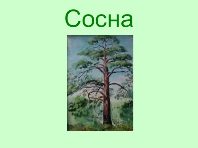 Сосна