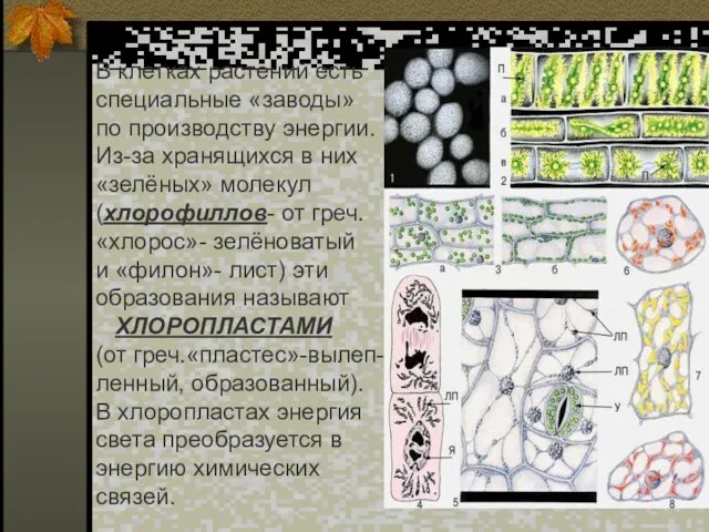 В клетках растений есть специальные «заводы» по производству энергии. Из-за хранящихся