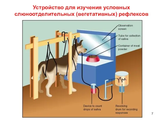 Устройство для изучения условных слюноотделительных (вегетативных) рефлексов