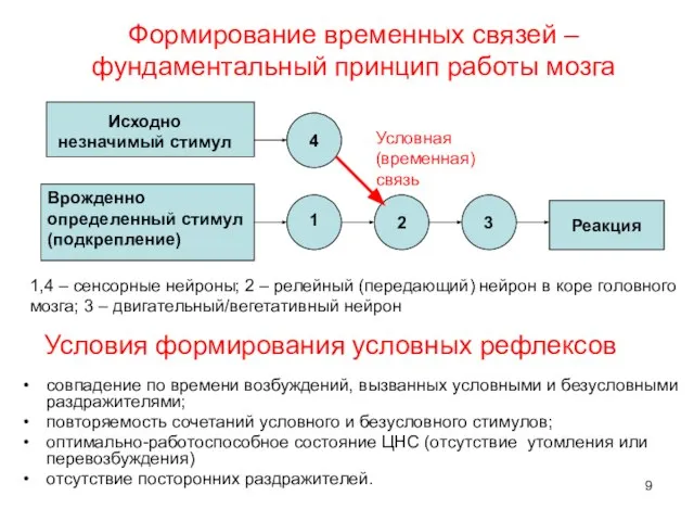 Условия формирования условных рефлексов совпадение по времени возбуждений, вызванных условными и