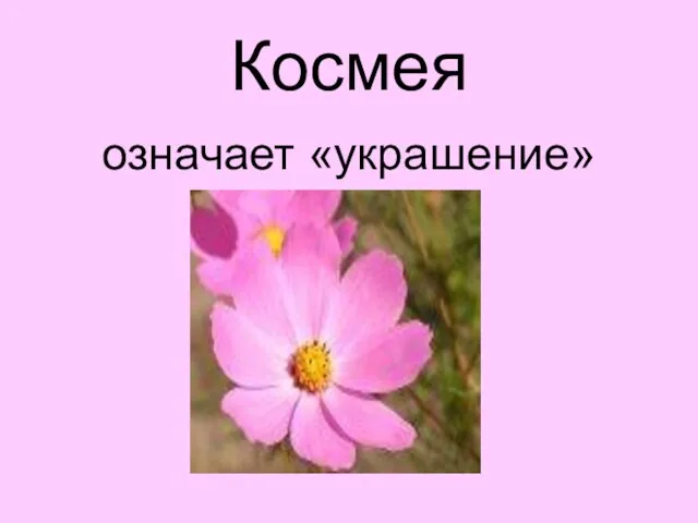 Космея означает «украшение»