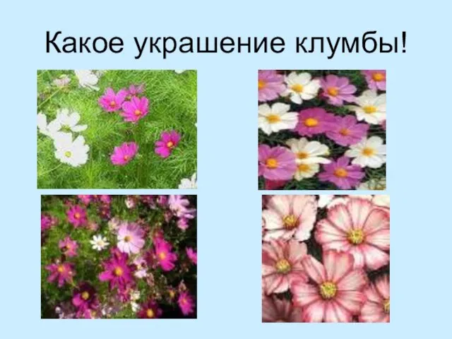 Какое украшение клумбы!