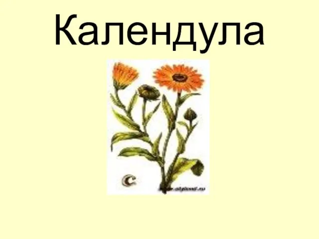 Календула