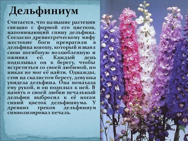 Считается, что название растения связано с формой его цветков, напоминающий спину