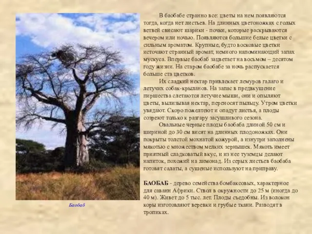 В баобабе странно все: цветы на нем появляются тогда, когда нет