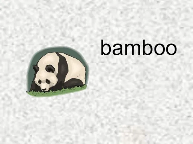 bamboo