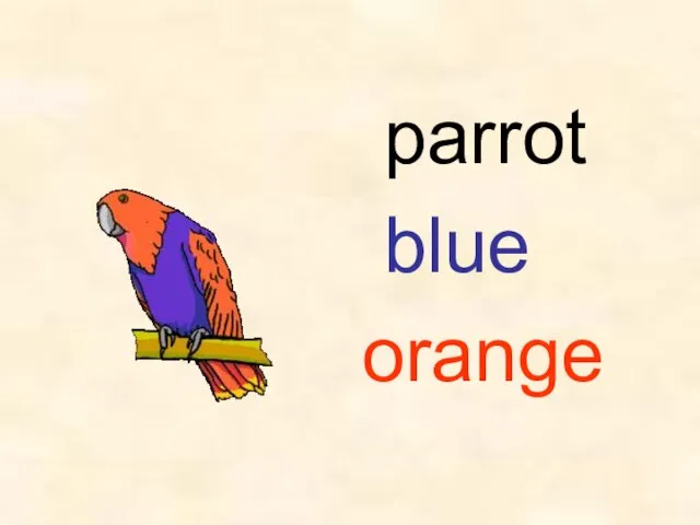 parrot blue orange