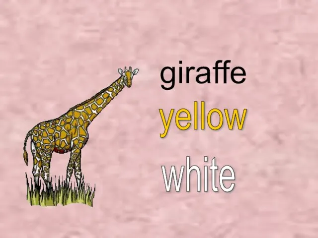 giraffe white yellow