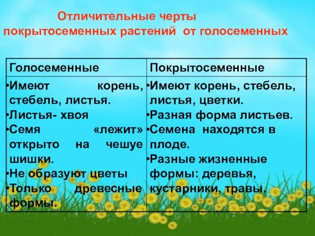 Отличительные черты покрытосеменных растений от голосеменных