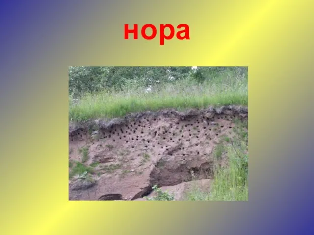 нора