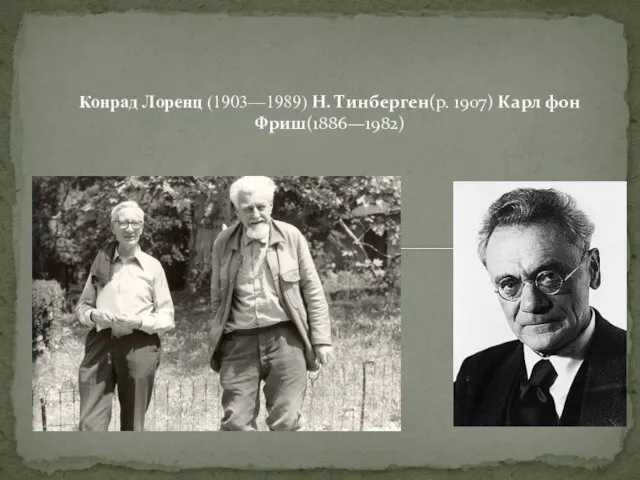 Конрад Лоренц (1903—1989) Н. Тинберген(р. 1907) Карл фон Фриш(1886—1982)