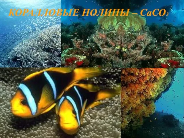 КОРАЛЛОВЫЕ ПОЛИПЫ – CaCO3