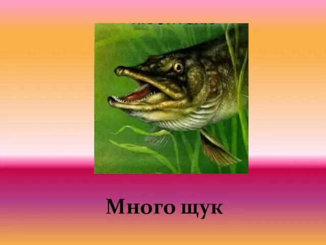 Много щук