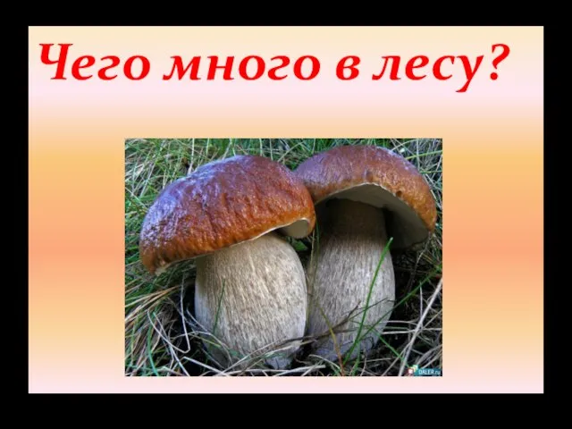 Чего много в лесу?