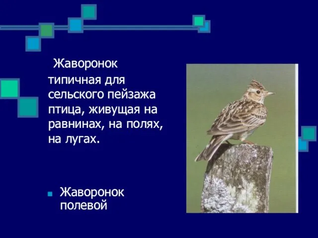 Жаворонок типичная для сельского пейзажа птица, живущая на равнинах, на полях, на лугах. Жаворонок полевой