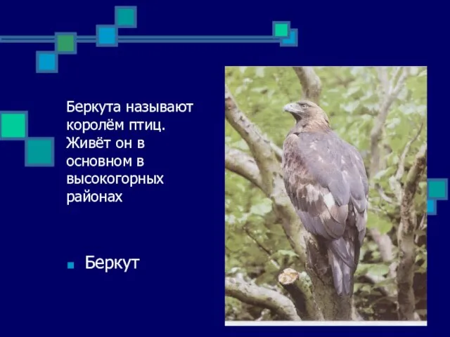 Беркута называют королём птиц. Живёт он в основном в высокогорных районах Беркут