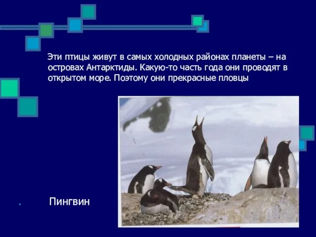 Эти птицы живут в самых холодных районах планеты – на островах