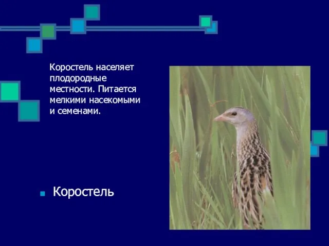 Коростель населяет плодородные местности. Питается мелкими насекомыми и семенами. Коростель