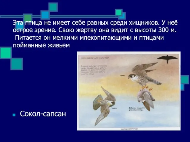 Эта птица не имеет себе равных среди хищников. У неё острое