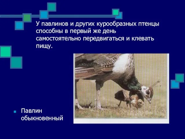 У павлинов и других курообразных птенцы способны в первый же день