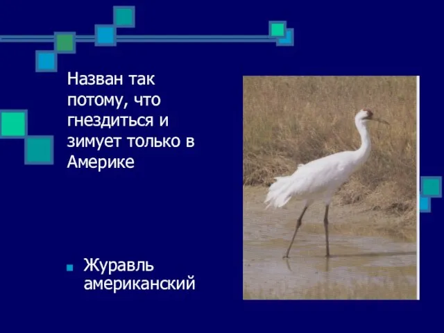 Назван так потому, что гнездиться и зимует только в Америке Журавль американский