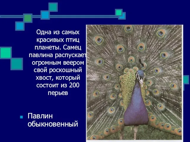 Одна из самых красивых птиц планеты. Самец павлина распускает огромным веером