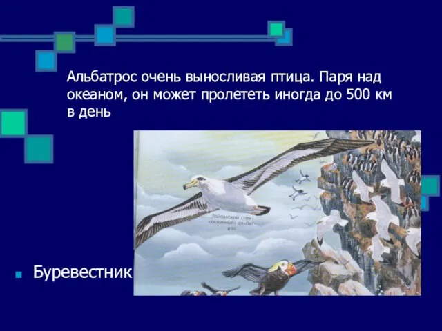 Альбатрос очень выносливая птица. Паря над океаном, он может пролететь иногда