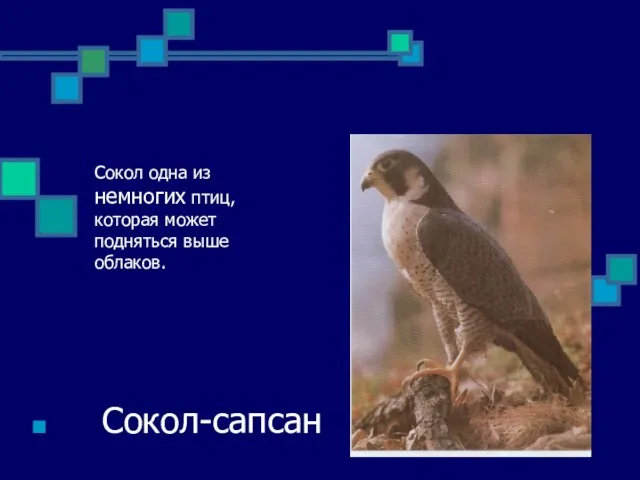 Сокол одна из немногих птиц, которая может подняться выше облаков. Сокол-сапсан