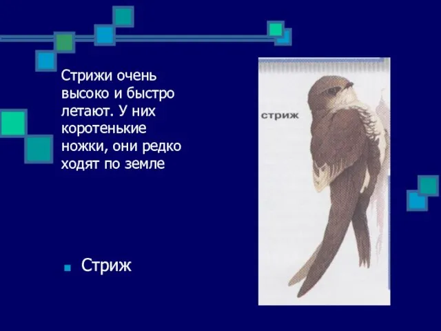 Стрижи очень высоко и быстро летают. У них коротенькие ножки, они редко ходят по земле Стриж