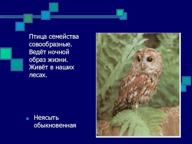 Птица семейства совообразные. Ведёт ночной образ жизни. Живёт в наших лесах. Неясыть обыкновенная