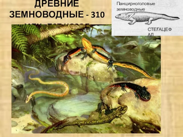 ДРЕВНИЕ ЗЕМНОВОДНЫЕ - 310 млн. лет назад СТЕГАЦЕФАЛ Панцирноголовые земноводные