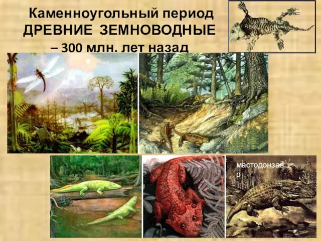 Каменноугольный период ДРЕВНИЕ ЗЕМНОВОДНЫЕ – 300 млн. лет назад мастодонзавр