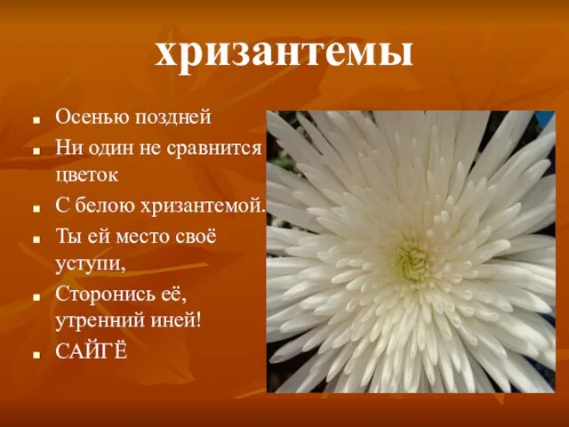 хризантемы Осенью поздней Ни один не сравнится цветок С белою хризантемой.