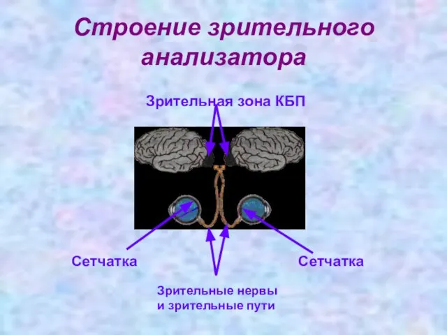 Строение зрительного анализатора Сетчатка Сетчатка Зрительные нервы и зрительные пути Зрительная зона КБП