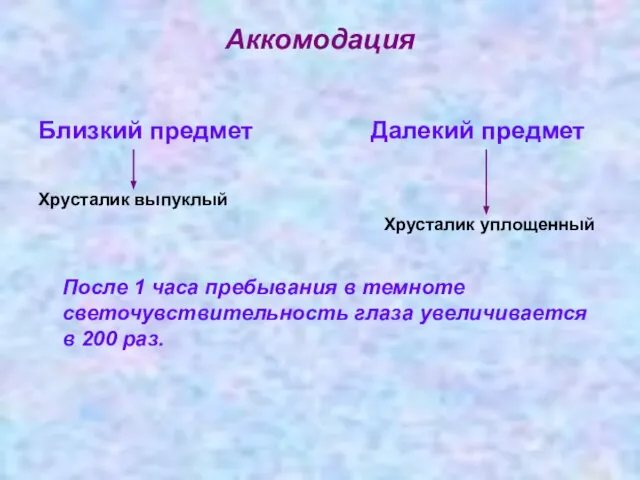 Близкий предмет Далекий предмет Хрусталик выпуклый Хрусталик уплощенный После 1 часа