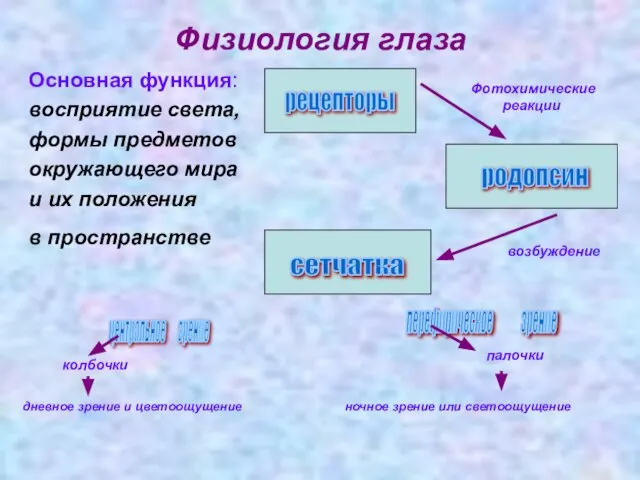 Физиология глаза Основная функция: восприятие света, формы предметов окружающего мира и