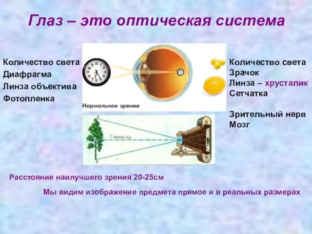 Глаз – это оптическая система Количество света Диафрагма Линза объектива Фотопленка