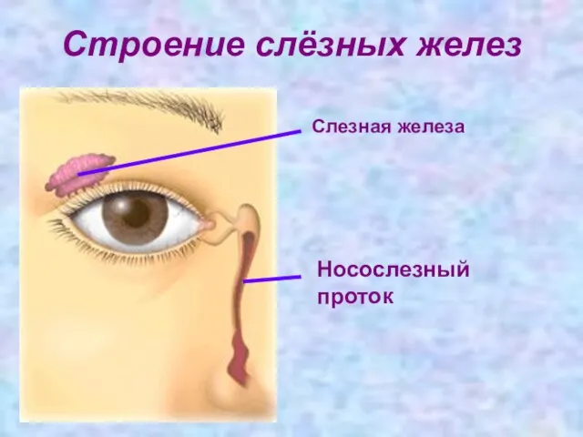 Строение слёзных желез Слезная железа Носослезный проток