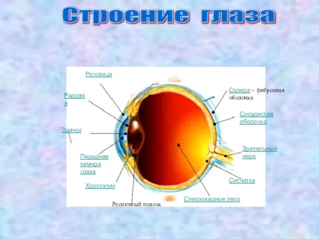 Строение глаза Роговица Радужка Зрачок Передняя камера глаза Хрусталик Ресничный поясок