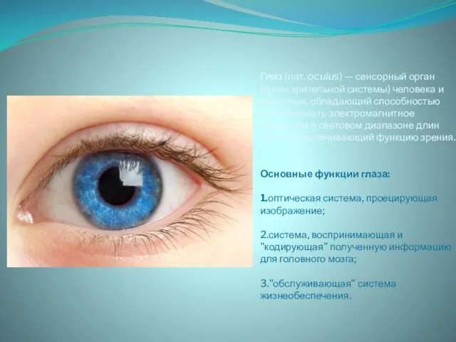 Глаз (лат. oculus) — сенсорный орган (орган зрительной системы) человека и