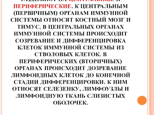 ОРГАНЫ ИММУННОЙ СИСТЕМЫ РАЗДЕЛЯЮТ НА ЦЕНТРАЛЬНЫЕ И ПЕРИФЕРИЧЕСКИЕ. К ЦЕНТРАЛЬНЫМ (ПЕРВИЧНЫМ)