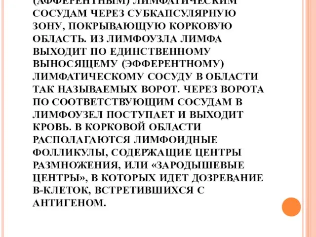 ЛИМФА ПОСТУПАЕТ В УЗЕЛ ПО НЕСКОЛЬКИМ ПРИНОСЯЩИМ (АФФЕРЕНТНЫМ) ЛИМФАТИЧЕСКИМ СОСУДАМ ЧЕРЕЗ