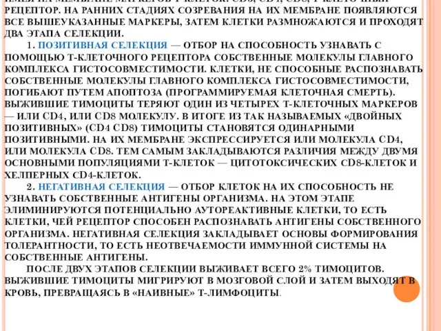 ПРОТИМОЦИТЫ ПОСТУПАЮТ В КОРКОВЫЙ СЛОЙ И ПО МЕРЕ СОЗРЕВАНИЯ ПЕРЕМЕЩАЮТСЯ В