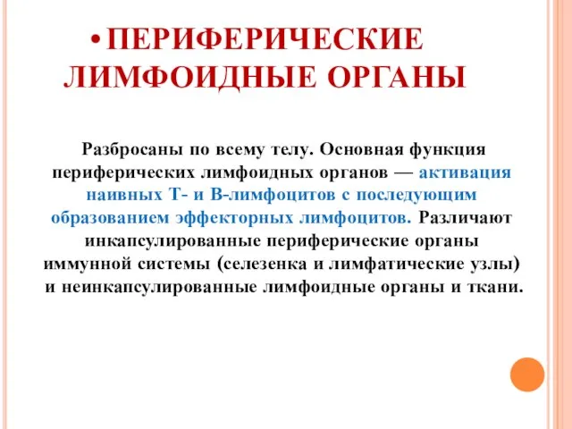 ПЕРИФЕРИЧЕСКИЕ ЛИМФОИДНЫЕ ОРГАНЫ Разбросаны по всему телу. Основная функция периферических лимфоидных