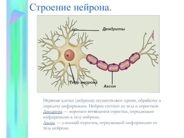 Строение нейрона. Нервные клетки (нейроны) осуществляют прием, обработку и передачу информации.