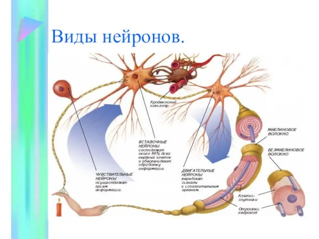 Виды нейронов.