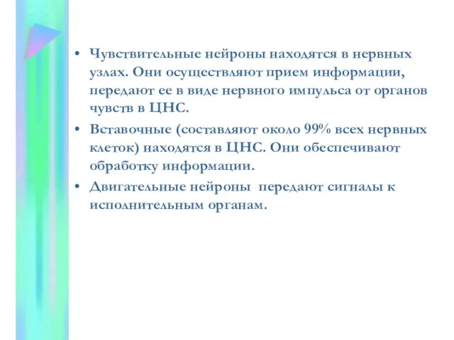 Чувствительные нейроны находятся в нервных узлах. Они осуществляют прием информации, передают