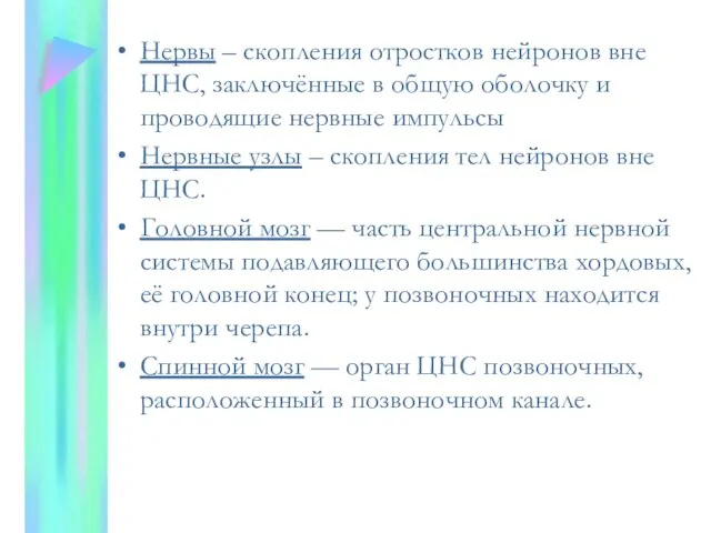 Нервы – скопления отростков нейронов вне ЦНС, заключённые в общую оболочку