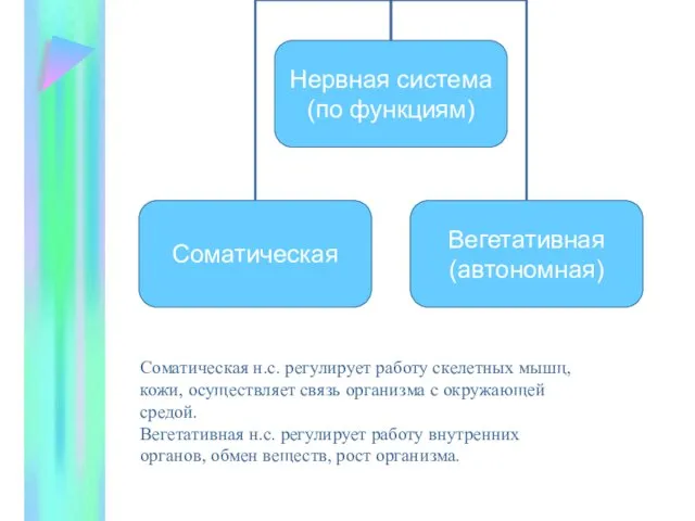 Соматическая н.с. регулирует работу скелетных мышц, кожи, осуществляет связь организма с