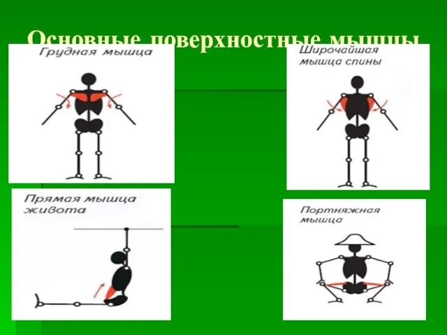 Основные поверхностные мышцы